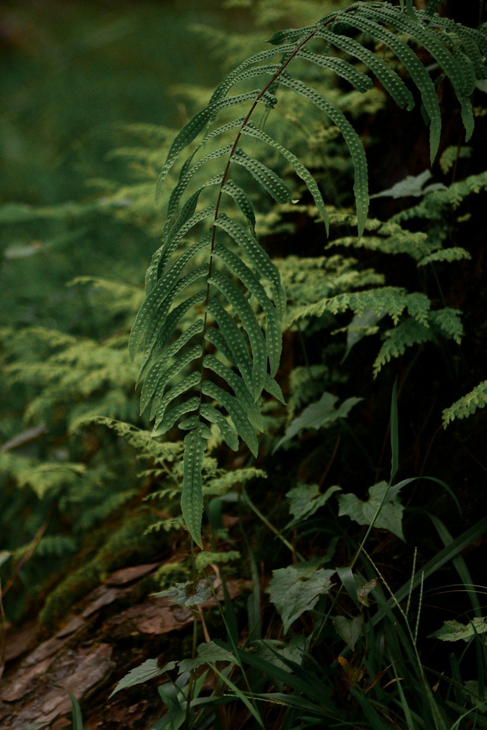 Planta de helecho verde en fotografía de primer plano