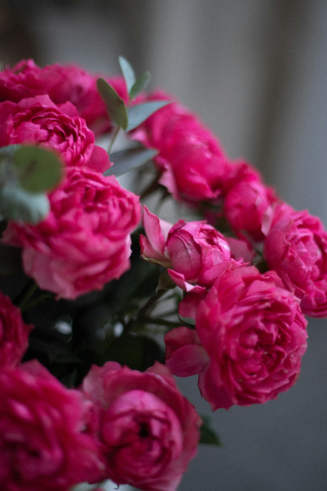 pink flowers in tilt shift lens