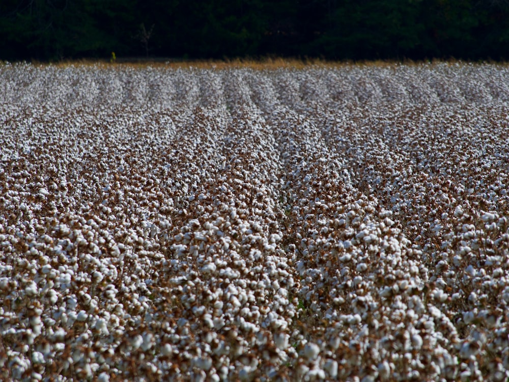 white flower field during daytime