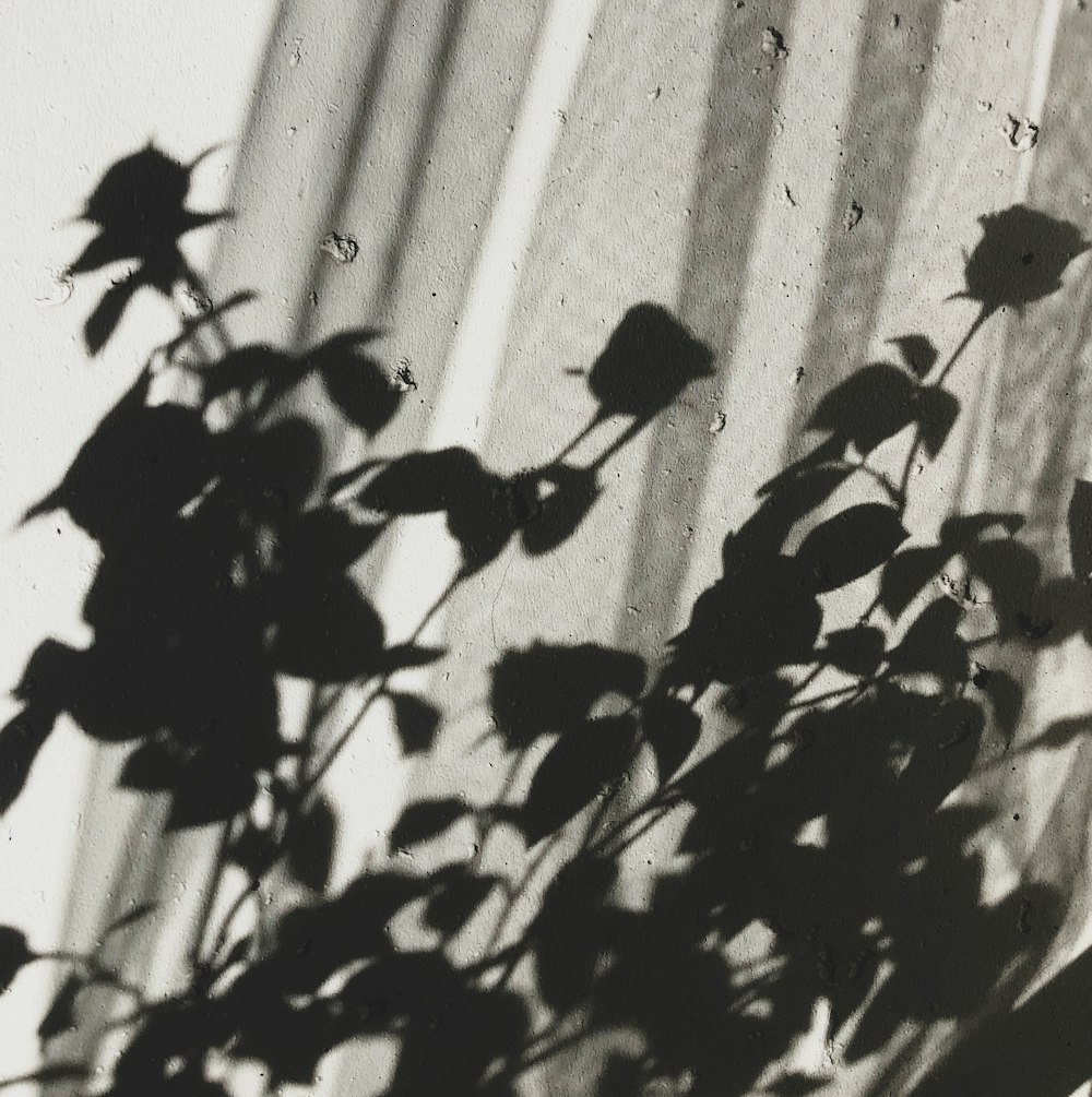 grayscale photo of plant leaves