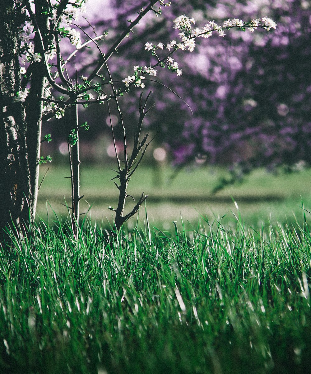 black leafless tree on green grass field during daytime