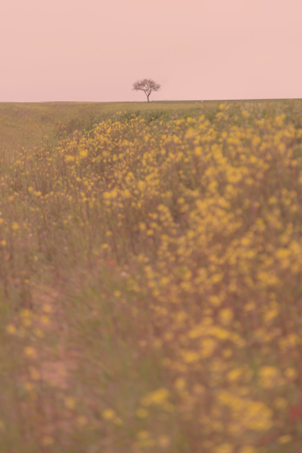 yellow flower field during daytime