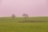 green grass field with leafless tree
