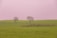 green grass field with leafless tree