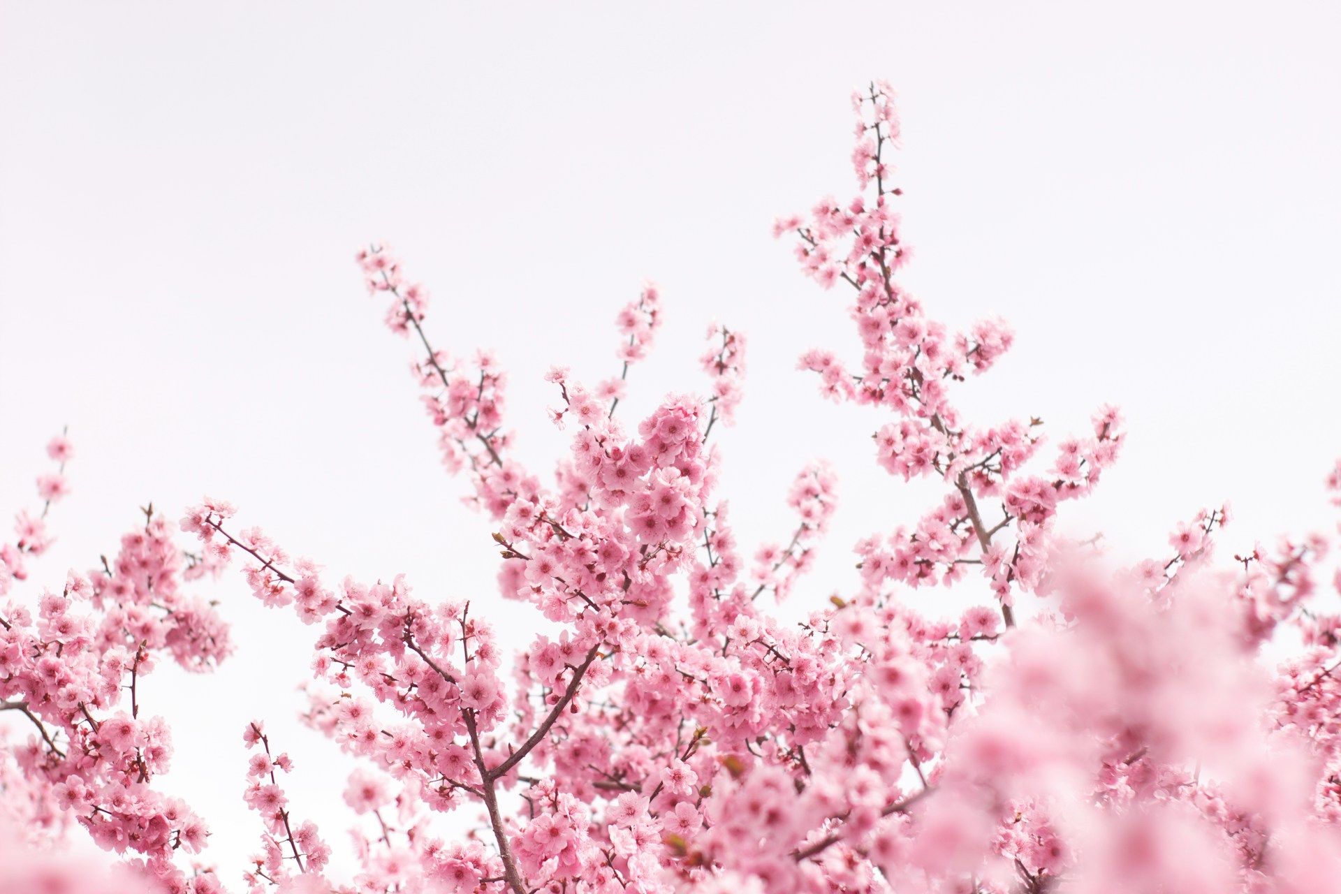 pink cherry blossom tree during daytime