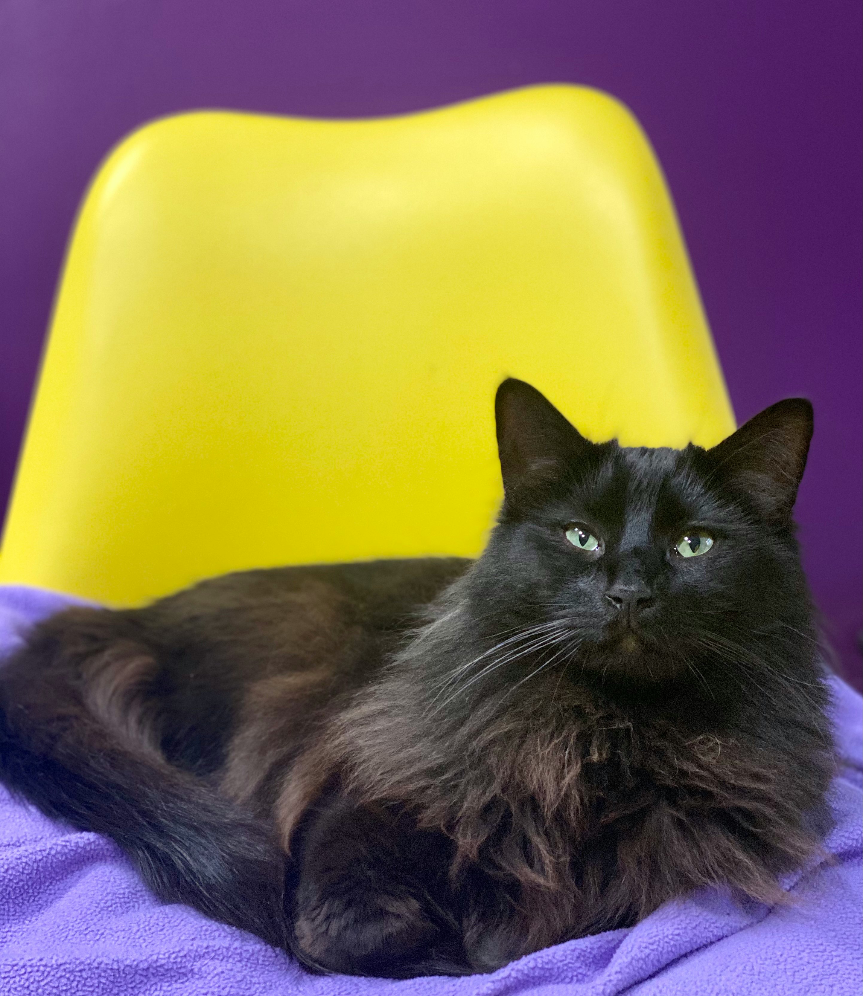 black cat on yellow chair