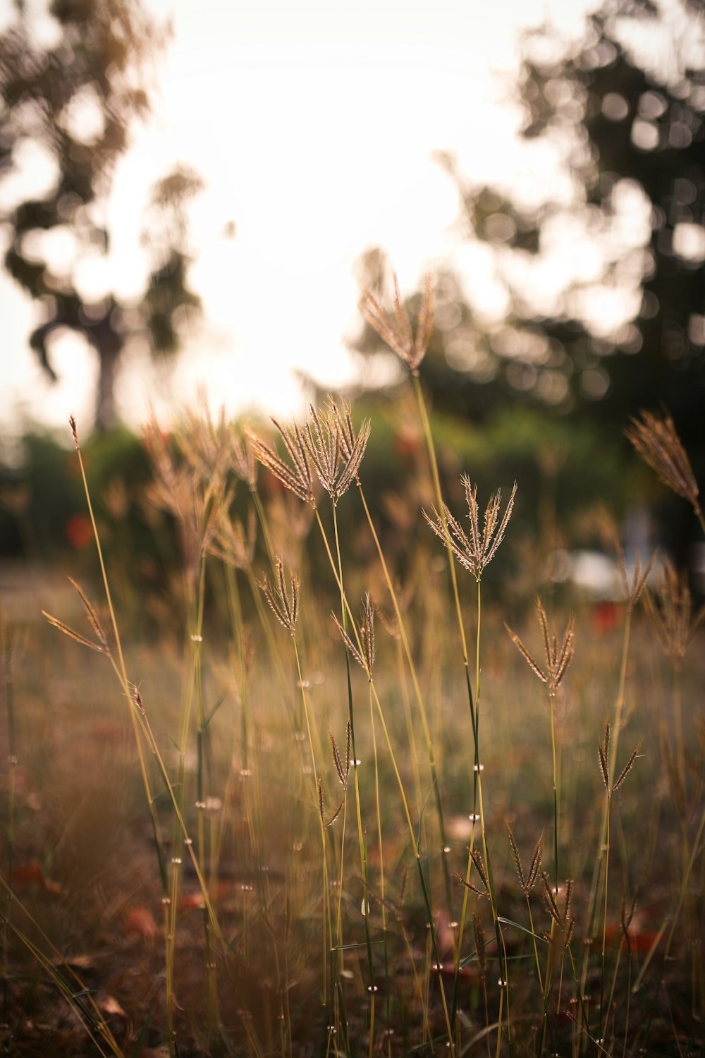 brown wheat in tilt shift lens