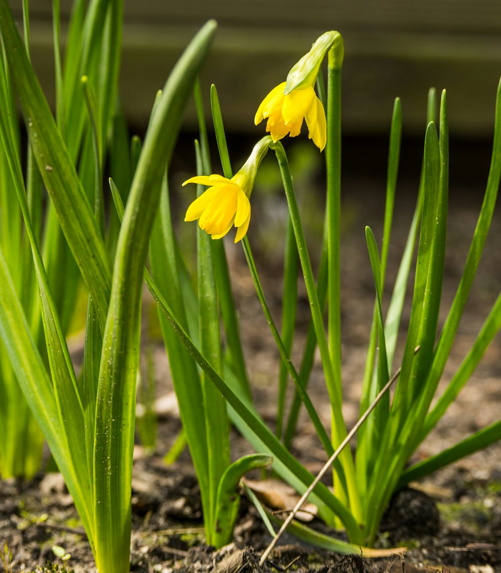 yellow flower in tilt shift lens