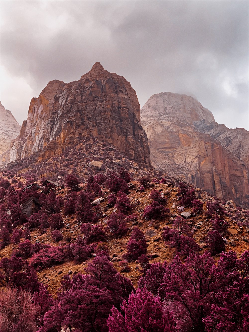Campo de flores púrpuras y marrones cerca de la montaña rocosa marrón bajo el cielo nublado blanco durante el día