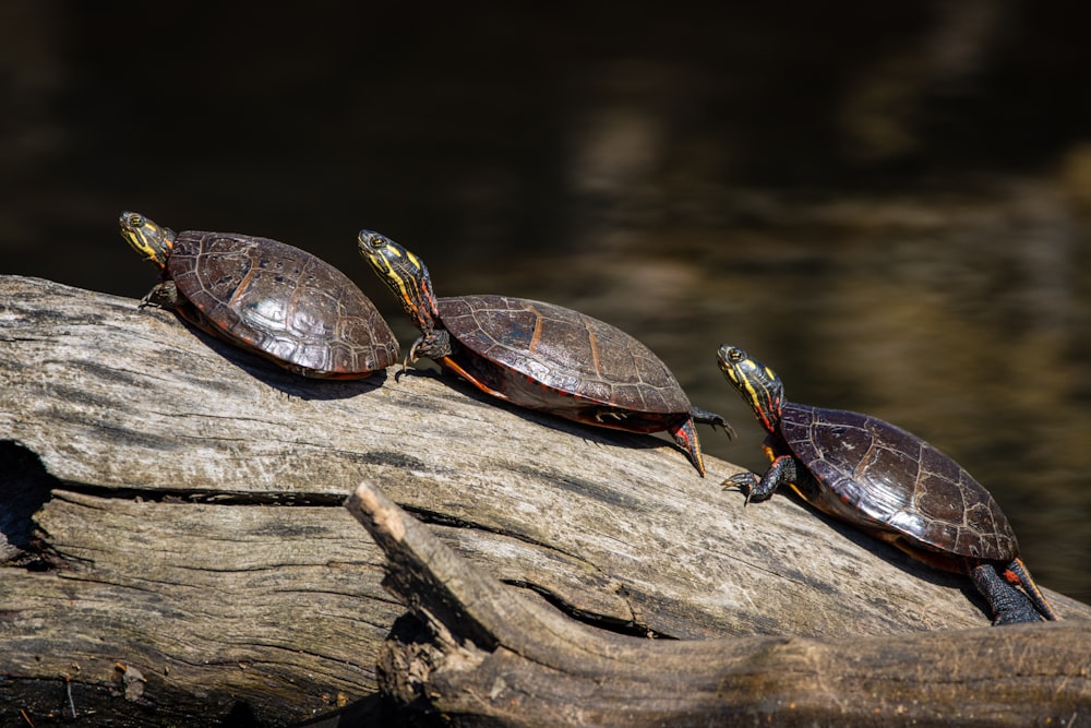 black and brown turtle on brown wood