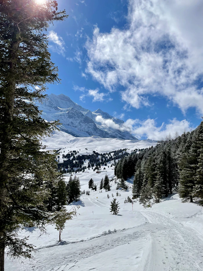 Pins enneigés sur versant de montagne sous ciel bleu clair