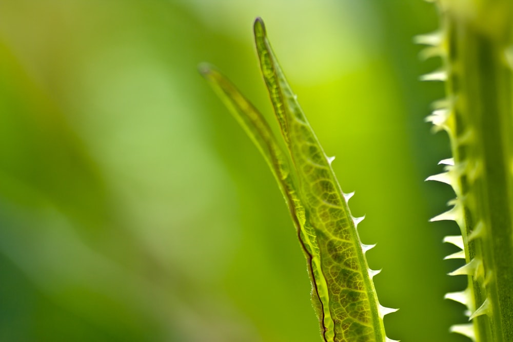 green plant with water droplets