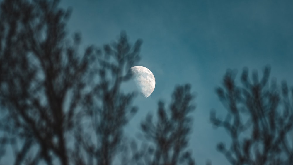 full moon in the sky