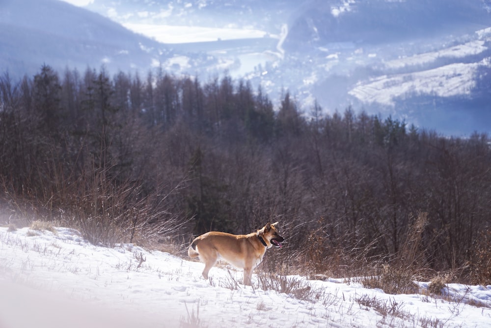 cane marrone sul terreno coperto di neve vicino agli alberi durante il giorno