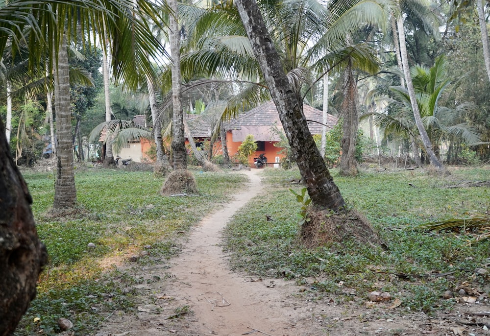 green palm tree on green grass field during daytime