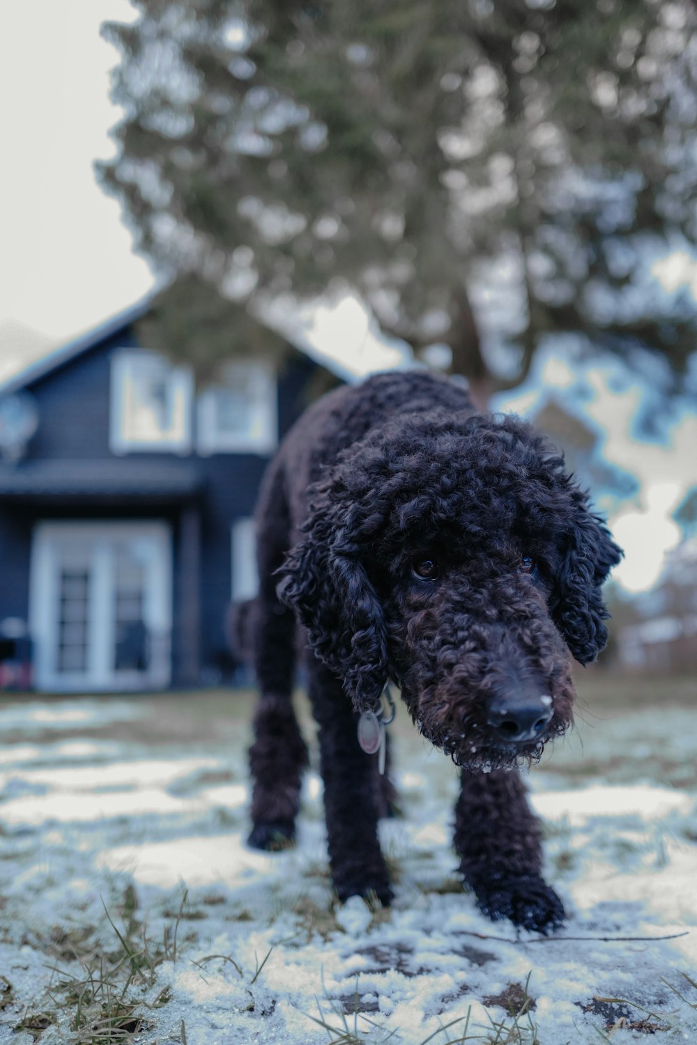 black poodle standing on brown concrete floor during daytime