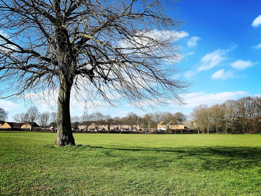 alberi senza foglie sul campo di erba verde sotto il cielo blu durante il giorno