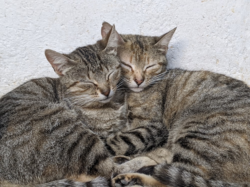 白い床に横たわる茶色のぶち猫