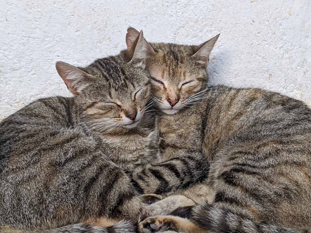 Stimmt es, dass verarbeitetes Katzenfutter dazu führt, dass Katzen kein natürliches Futter mehr fressen können?