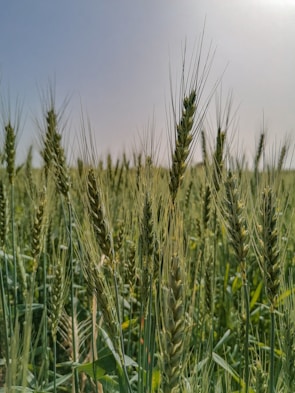 green wheat field during daytime