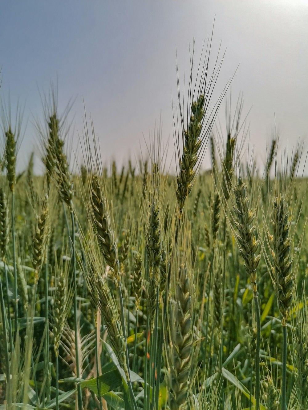 green wheat field during daytime