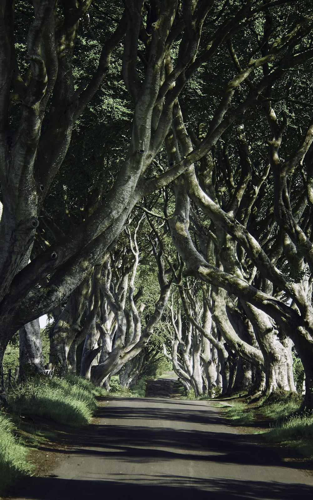 Foto en escala de grises de árboles en un campo de hierba