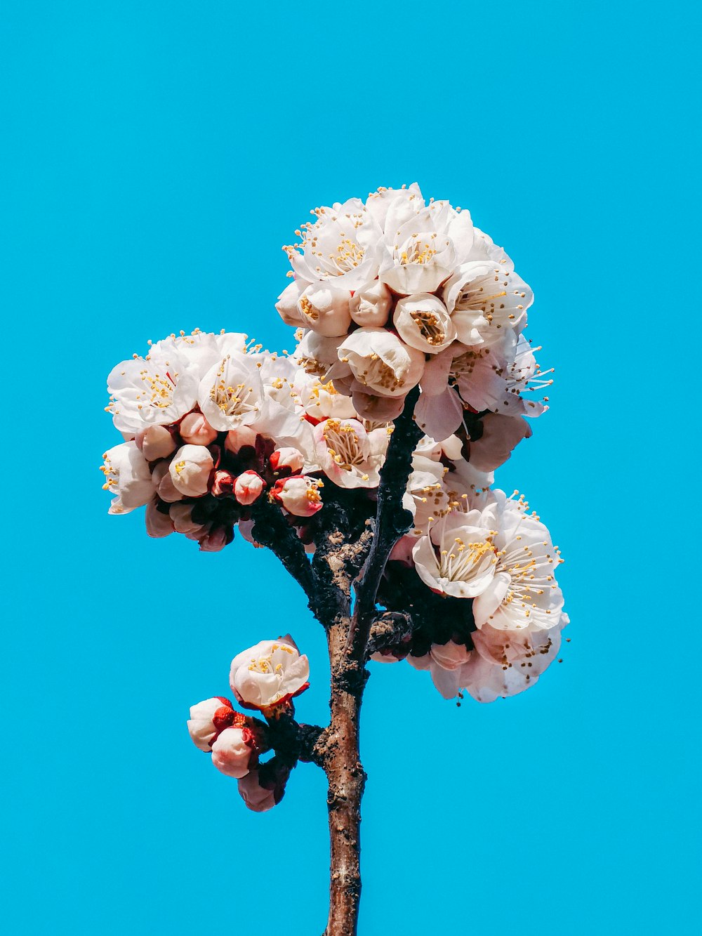 Flor de cerezo blanco en flor durante el día