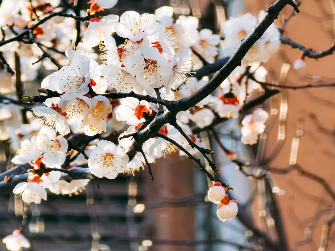 white cherry blossom in close up photography