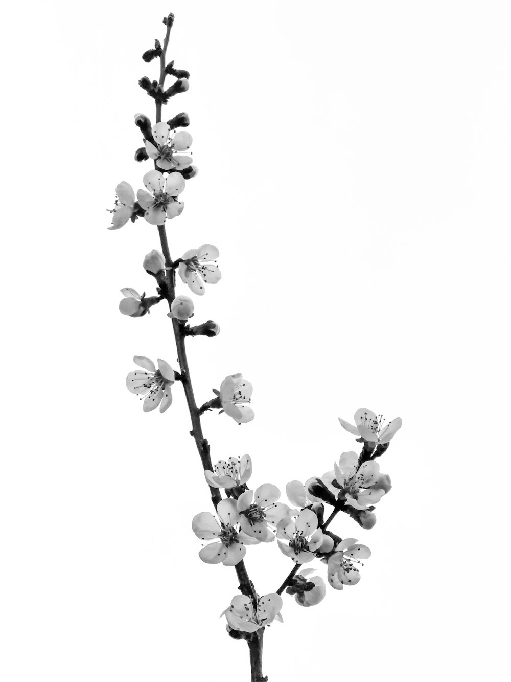 white and black flower illustration