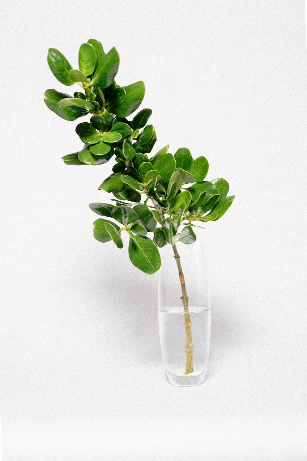 green plant on clear glass vase