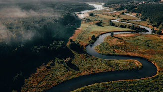 aerial view of river between trees during daytime