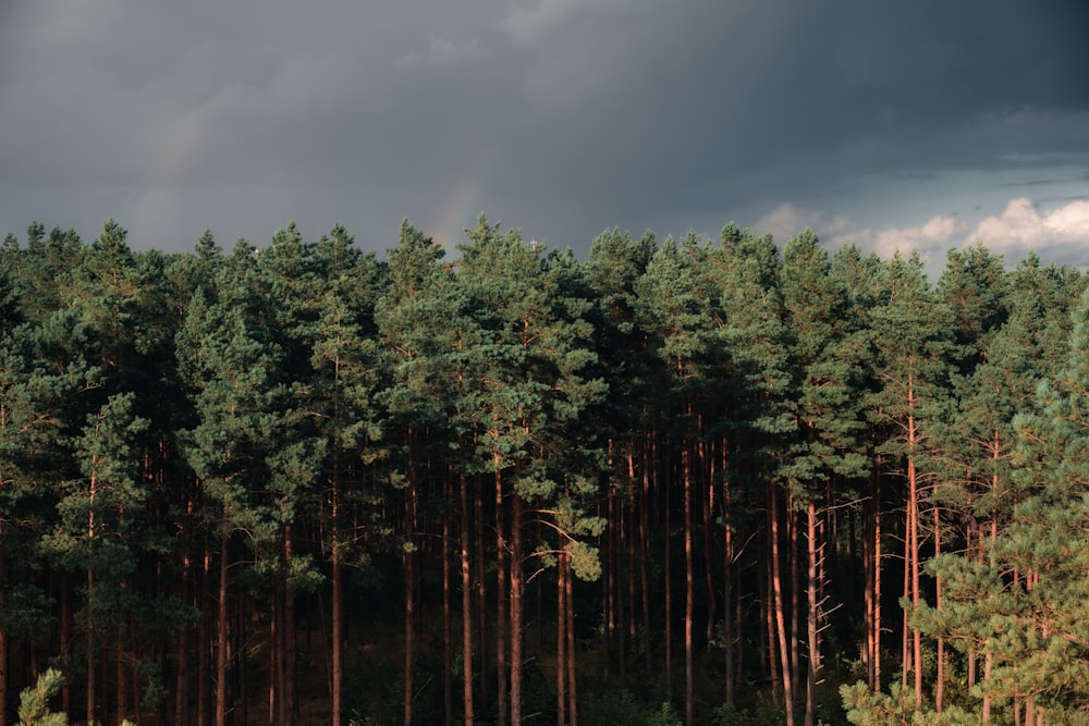 green trees under gray sky