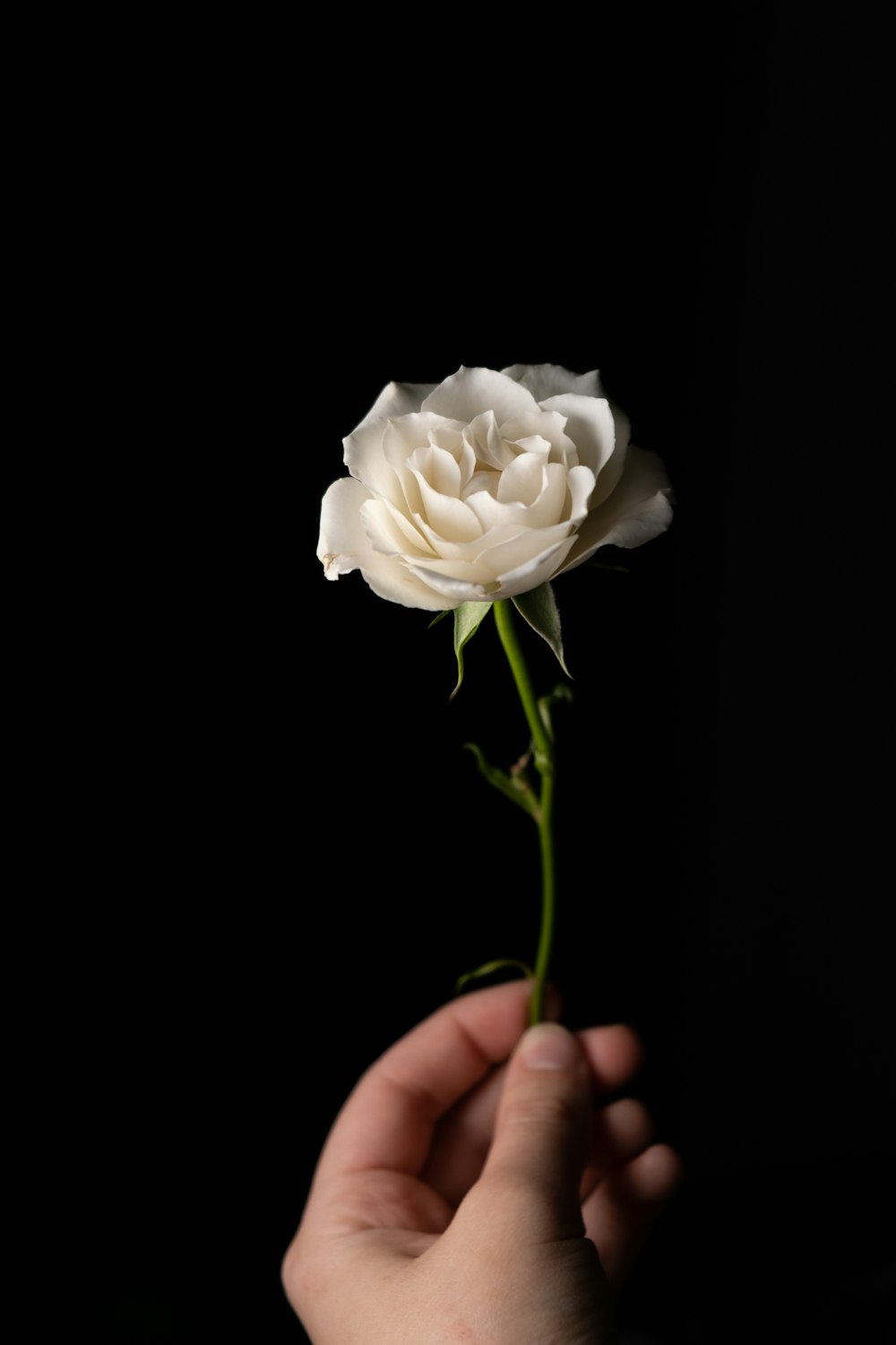 rosa blanca en la mano de la persona