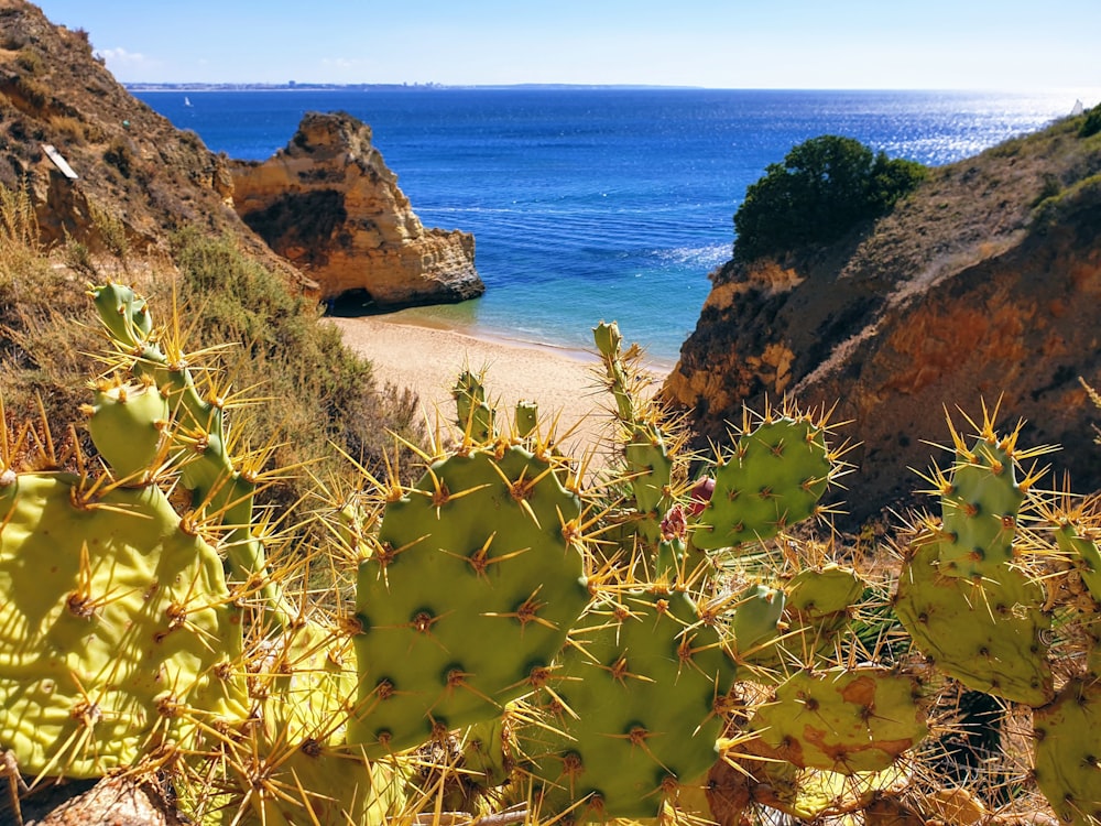 yellow flowers on beach shore during daytime