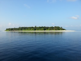 green trees beside body of water during daytime
