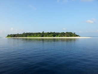 green trees beside body of water during daytime
