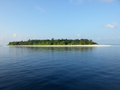green trees beside body of water during daytime
