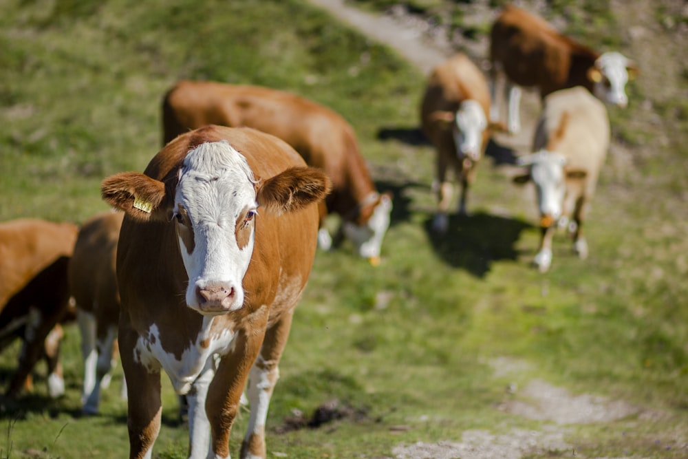 brown and white cow on green grass field during daytime