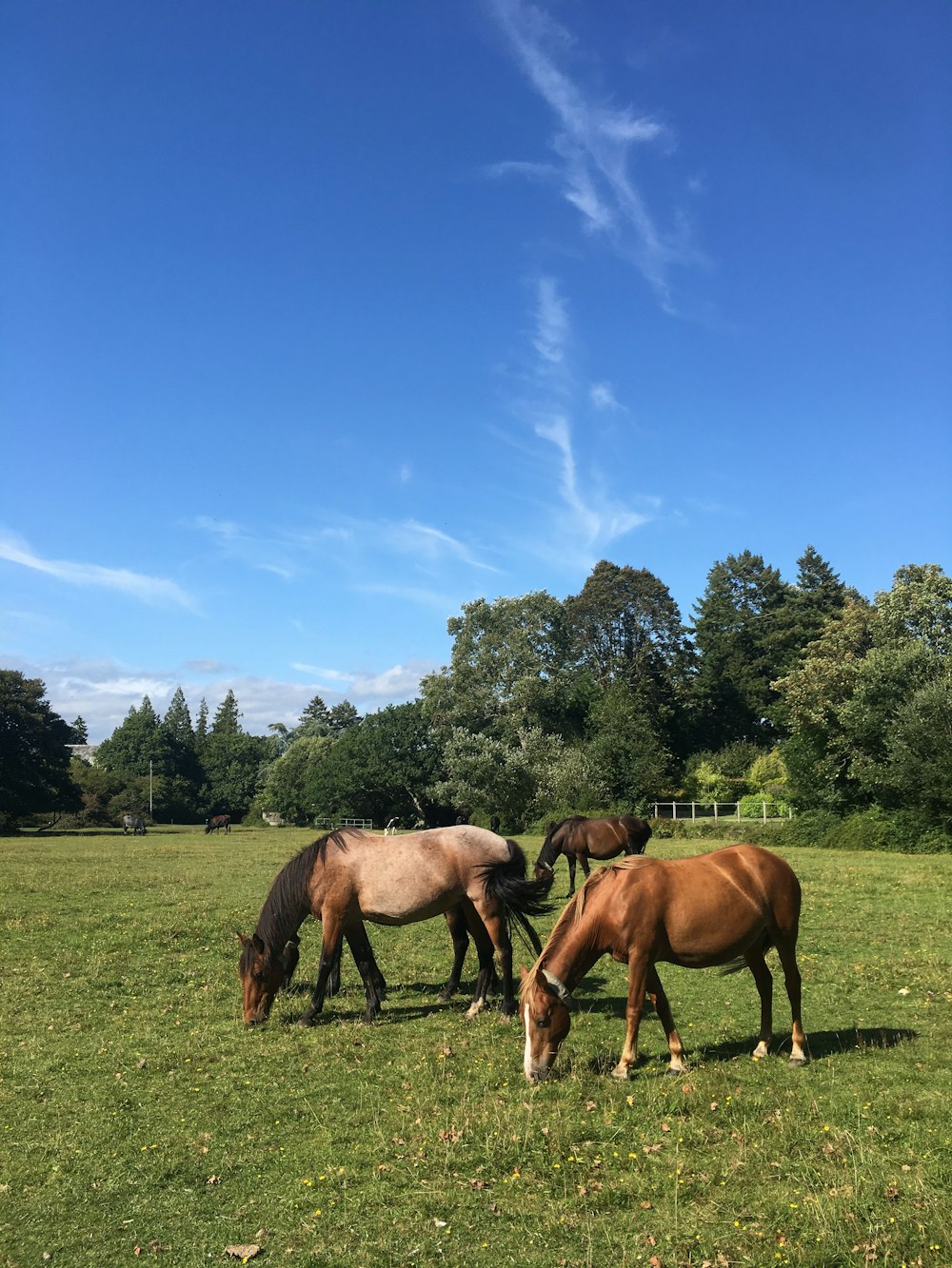 brown horses on green grass field under blue sky during daytime