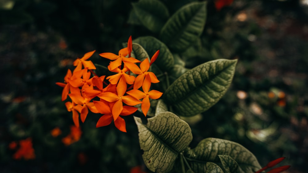 orange flower in tilt shift lens