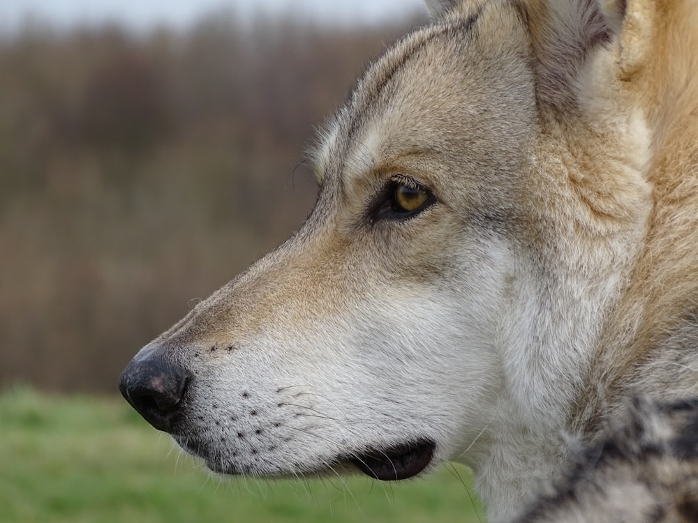 brown and white wolf on green grass field during daytime