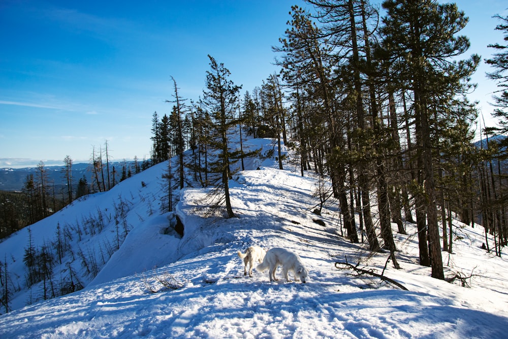 white dog on snow covered ground near green trees under blue sky during daytime