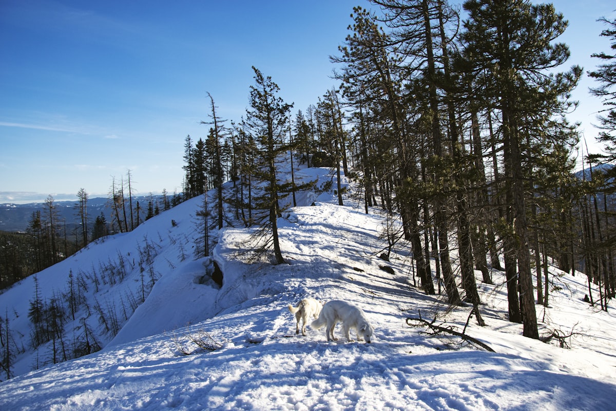 White dog running through snowy forest trail