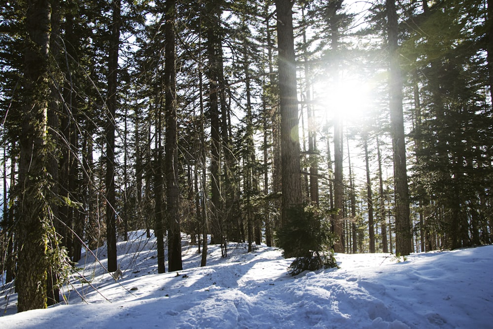 snow covered field and trees during daytime