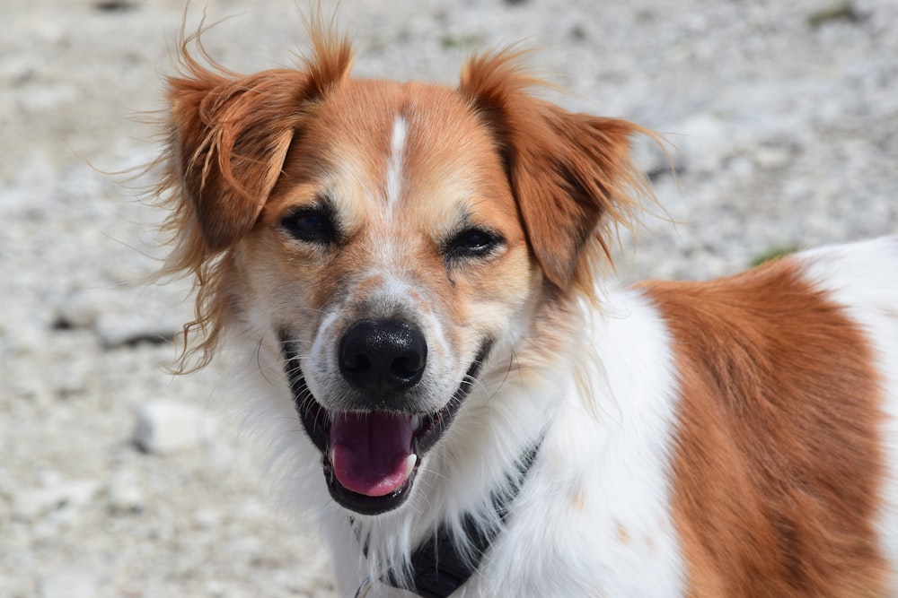 white and brown short coated dog