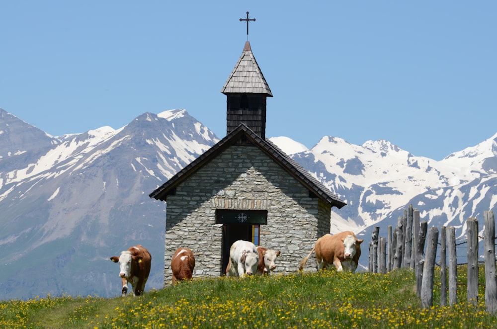 Rebaño de ovejas en el campo de hierba verde cerca de la casa marrón y blanca durante el día