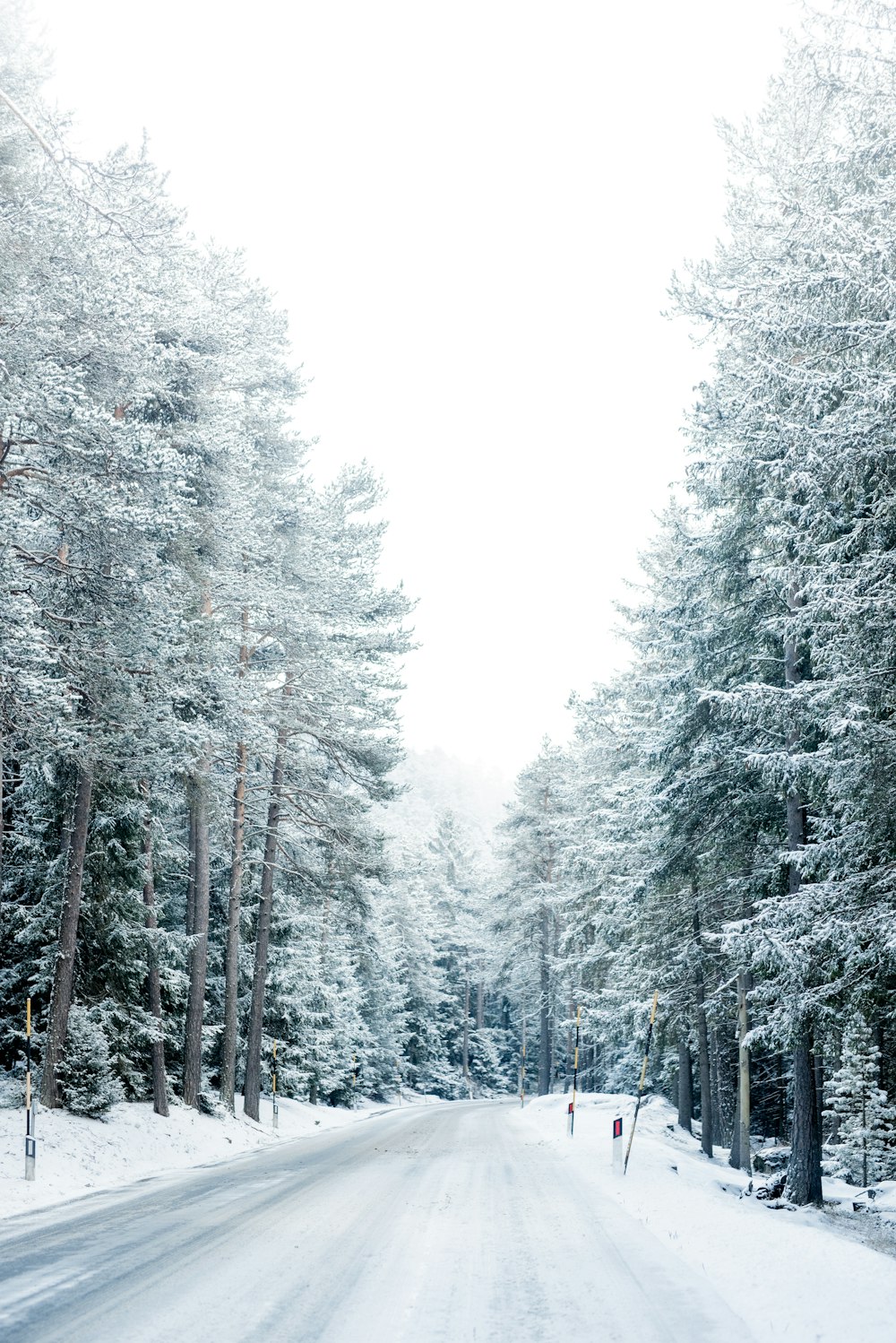 green trees covered with snow