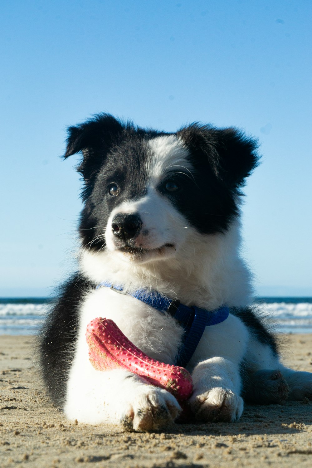 black and white border collie with red and white scarf on beach during daytime