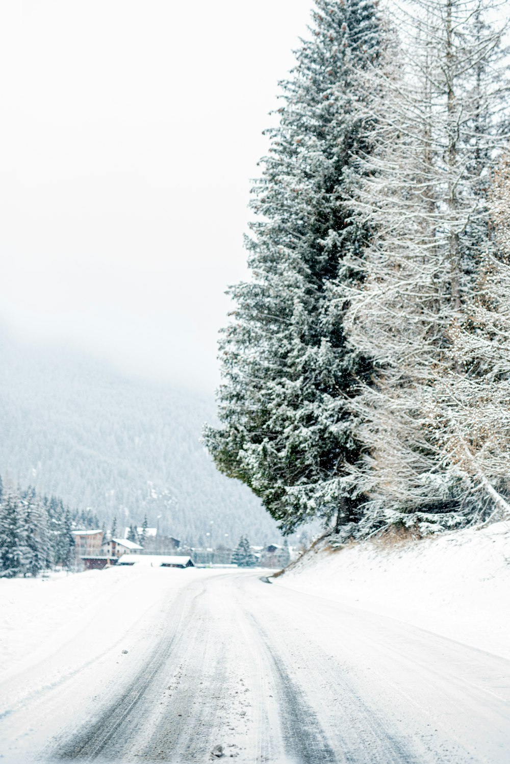 snow covered trees and road during daytime