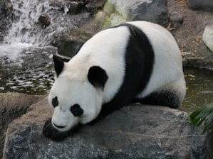 A panda with distinctive black and white markings lying on a rock beside a flowing stream surrounded by stones and foliage.